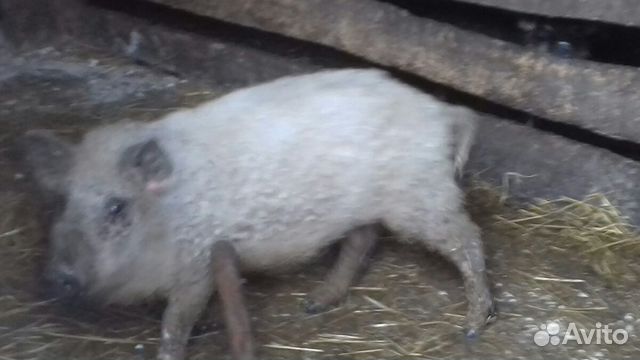 Продам свинью породы венгерская монгалица (кучиряв купить на Зозу.ру - фотография № 2