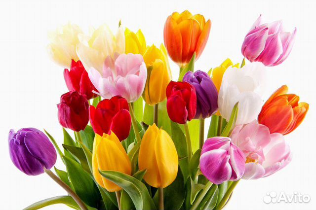 89330000345 Цветы тюльпаны к 8 марта