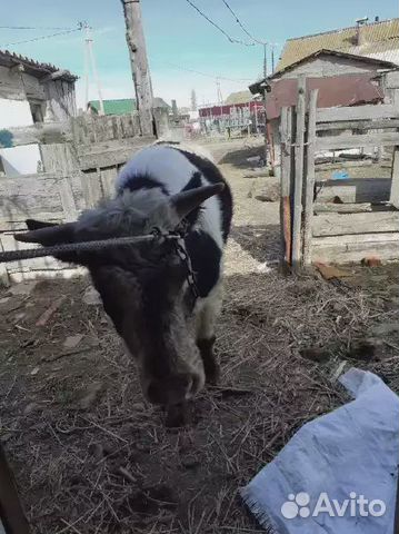 Бык и коровы купить на Зозу.ру - фотография № 2