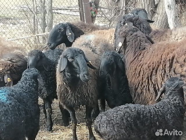 Овцы Гиссары купить на Зозу.ру - фотография № 3
