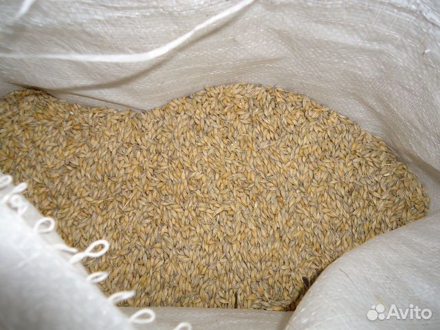 Пшеница, ячмень, жом сухой, комбикорма в мешках купить на Зозу.ру - фотография № 1