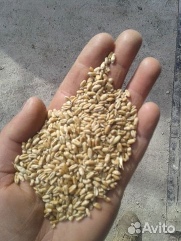 Пшеница фураж в мешках купить на Зозу.ру - фотография № 2