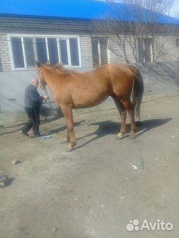 Продаю лошадь купить на Зозу.ру - фотография № 2