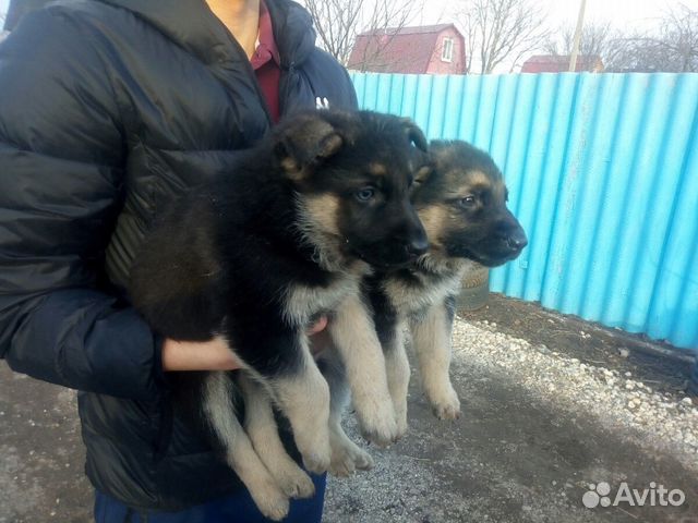 Восточно Европейская Овчарка Купить В Волгограде