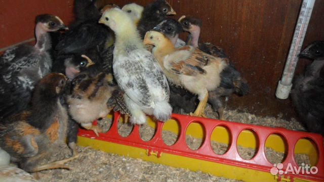 Цыплята подрощеные купить на Зозу.ру - фотография № 1