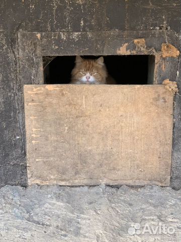 Потеряшка рыжий кот купить на Зозу.ру - фотография № 1