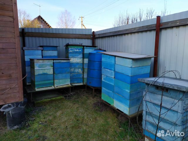 Продажа пчелиных сеией и ульев купить на Зозу.ру - фотография № 4