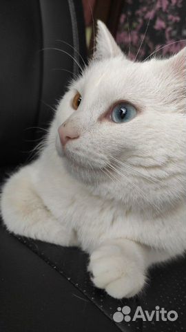 Ищем хозяина глухому котику купить на Зозу.ру - фотография № 1