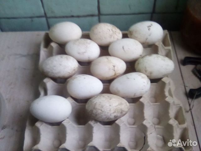 Гусиные яйца купить на Зозу.ру - фотография № 2