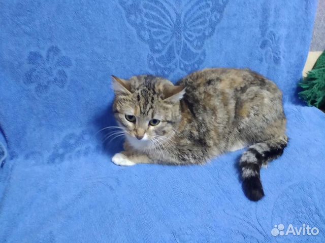 Кошка Кошка