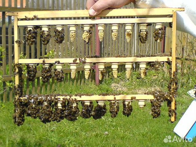 Пчелосемьи и пакеты карника купить на Зозу.ру - фотография № 4