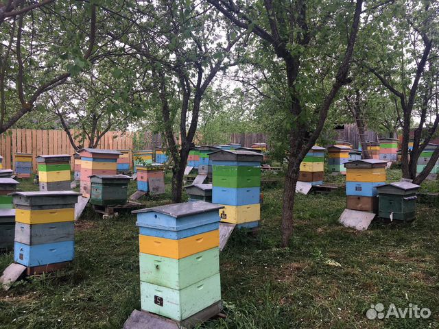 Семьи пчёл (пчелопакет ) купить на Зозу.ру - фотография № 1