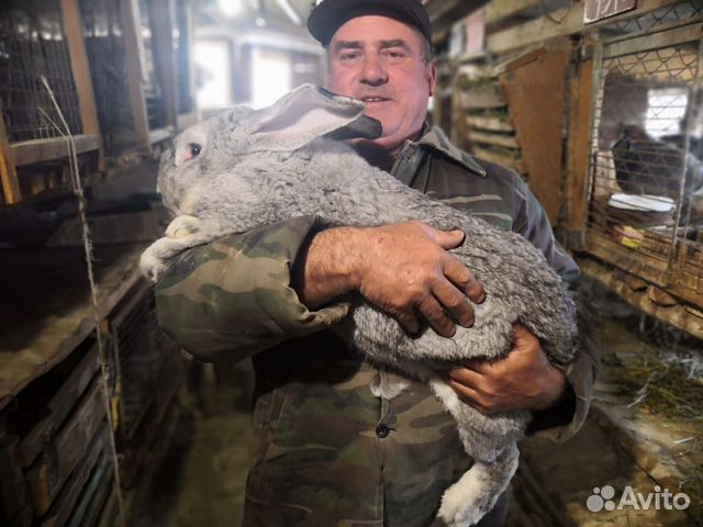 Продаю кроликов шиншил-великанов купить на Зозу.ру - фотография № 2