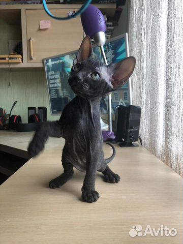 Канадский сфинкс котята купить на Зозу.ру - фотография № 8