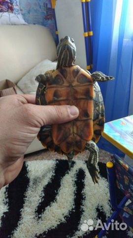 Черепаха+аквариум купить на Зозу.ру - фотография № 9
