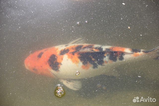 Карпы(кои), кометы(золотая рыбка), водный гиацинт купить на Зозу.ру - фотография № 8
