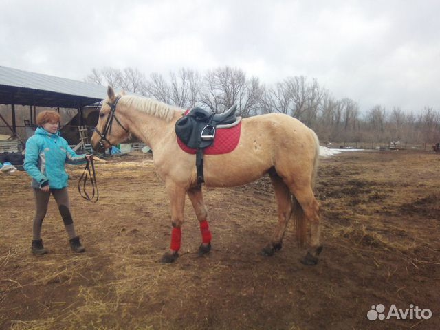 Продам лошадь купить на Зозу.ру - фотография № 1