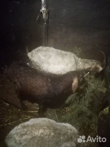 Обменяю коз и козлов на овец купить на Зозу.ру - фотография № 3