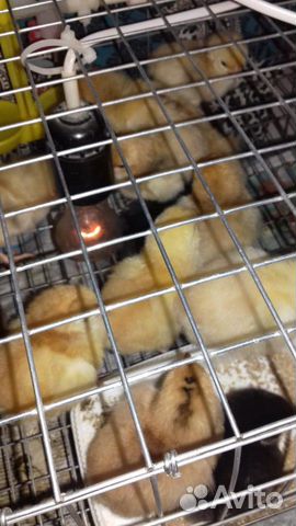 Яйцо и цыплята ливенских кур купить на Зозу.ру - фотография № 1