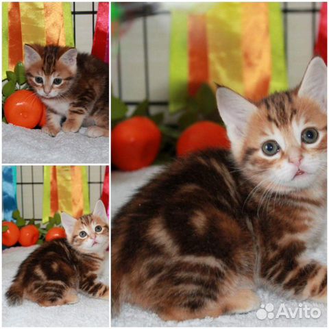 Предлагаются к продаже котята купить на Зозу.ру - фотография № 5