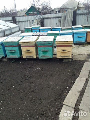 Пчелы пчелосемьи купить на Зозу.ру - фотография № 1