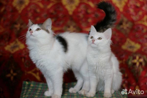 Котята к добрые руки купить на Зозу.ру - фотография № 2