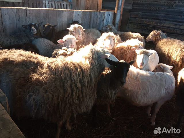 Продается овцы купить на Зозу.ру - фотография № 1