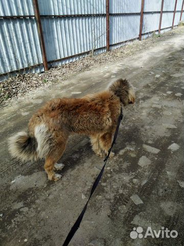Собака тибетский мастиф купить на Зозу.ру - фотография № 3