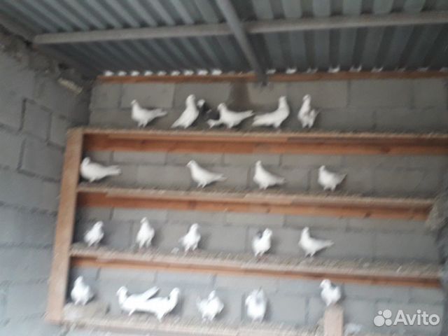 Летные голуби бакинские купить на Зозу.ру - фотография № 6