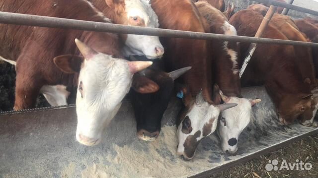 Бычки на мясо Бычки на мясо