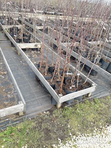 Саженцы плодовых и ягодных культур