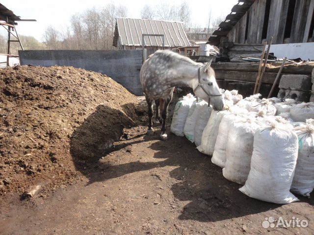 Конский навоз, ферментированный (без опилок)