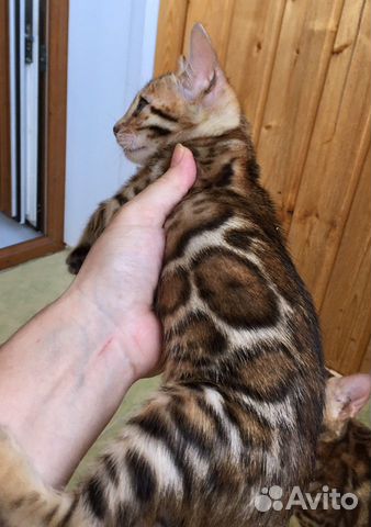 Мальчик в разведение Мальчик в разведение