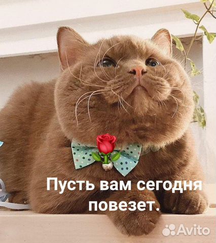 Передержка кошки Передержка кошки