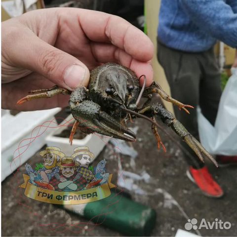Живые и варёные раки/Круглосуточно