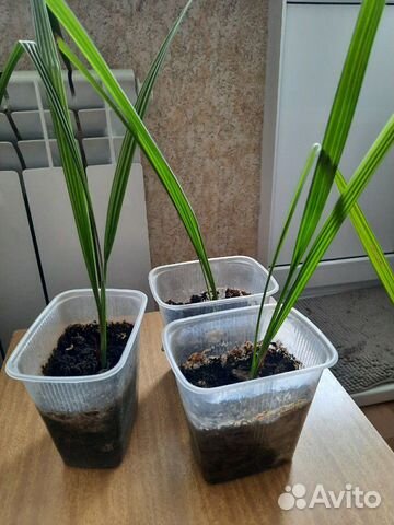 Пальма финиковая