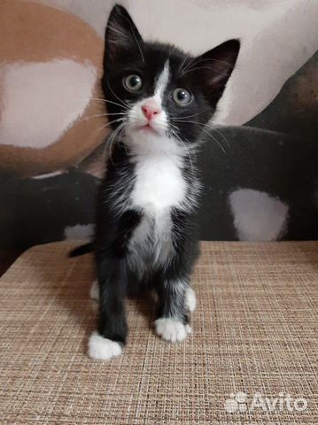 Котенок мальчик в добрые руки Котенок мальчик в добрые руки