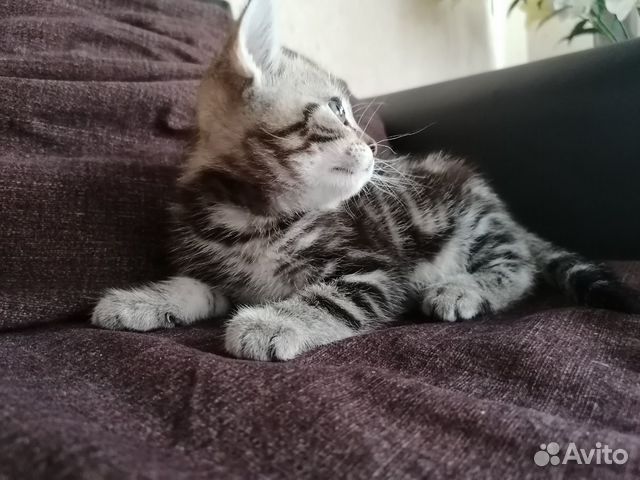 Продам котят породы Скоттиш-страйт(шотландская пря Продам котят породы Скоттиш-страйт(шотландская пря