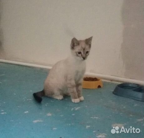 Кошки подростки Кошки подростки