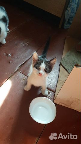Котята в добрые руки Котята в добрые руки