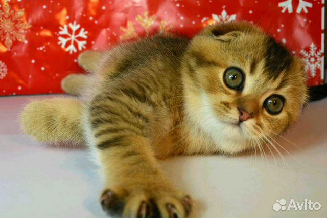 Котята Шотландцы, Фолд иСтрайт, Золотые Шиншиллы