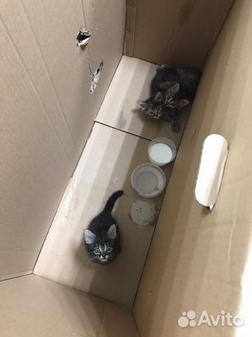Котята в добрые руки Котята в добрые руки