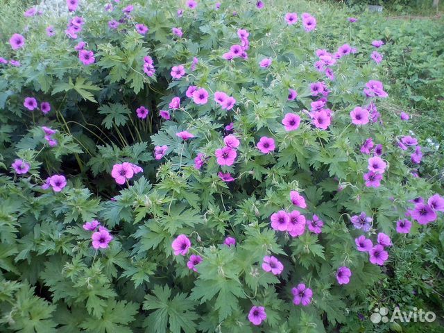 Многолетники: герань(6 сортов), ромашка, кореопсис