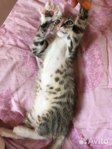 Котёнок-мальчик в добрые руки