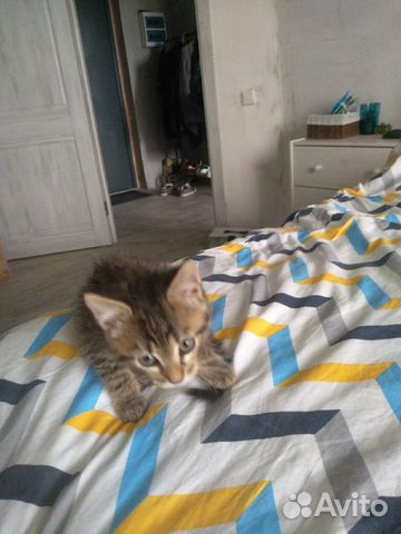 Кот Кот