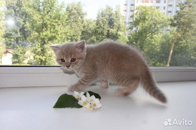 Шотландские котята-страйты