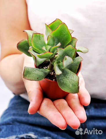 Крассула «Синяя птица» (Crassula cv. Blue Bird)