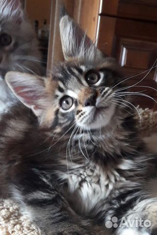 Котята Мейн-кун