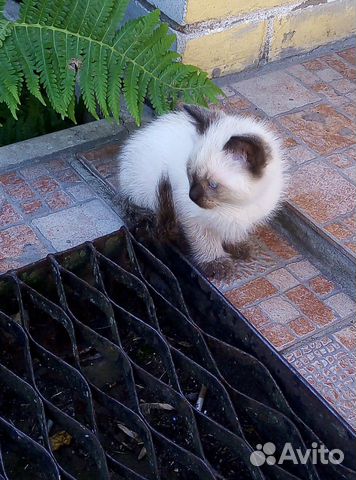Котята от сиамкой кошки