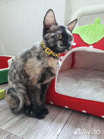 Молодая стерилизованная кошка Молодая стерилизованная кошка